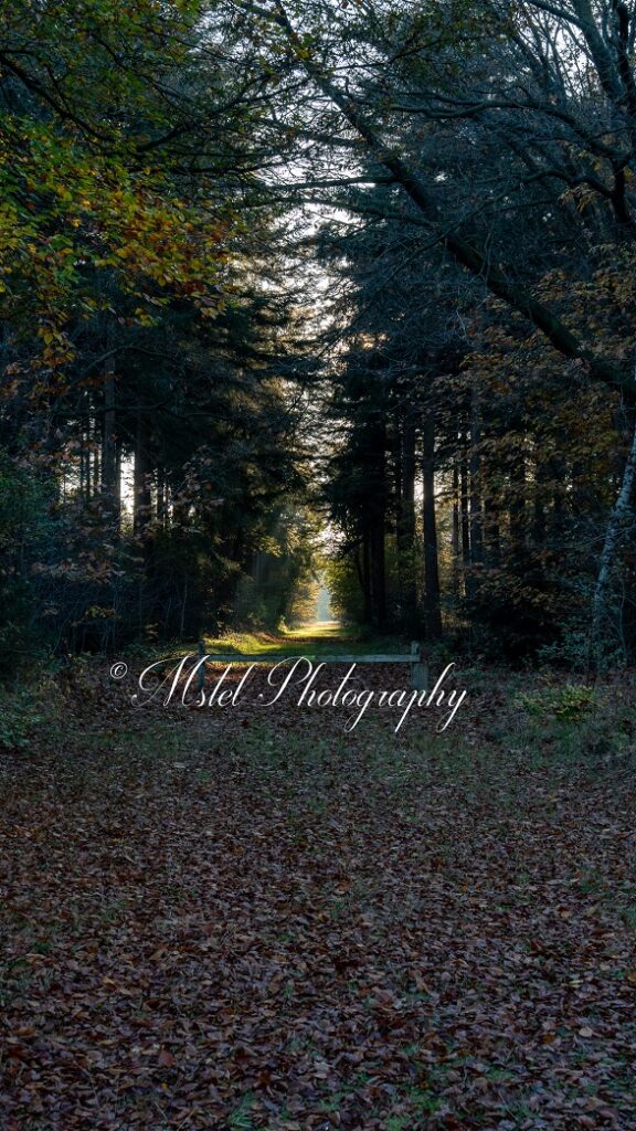 MStel Photography