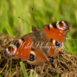 Natuur